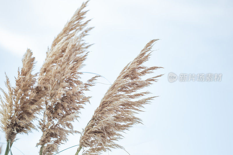 潘帕斯草(Cortaderia selloana)灌木